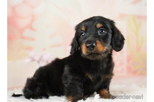 成約済の千葉県のミニチュアダックスフンド(ロングヘアード)-248114の3枚目