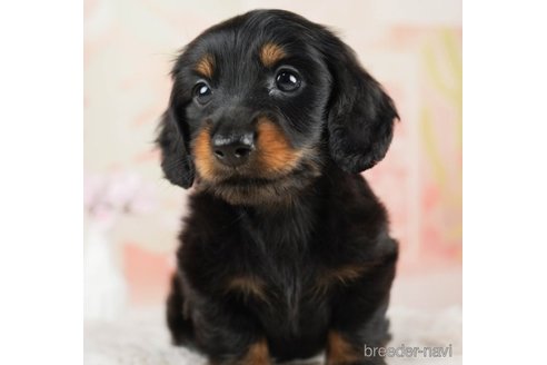 成約済の千葉県のミニチュアダックスフンド(ロングヘアード)-248114の4枚目