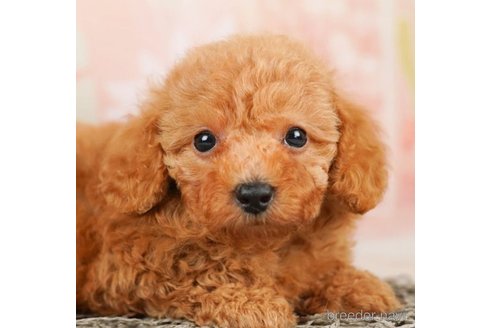 成約済の千葉県のタイニープードル-248115