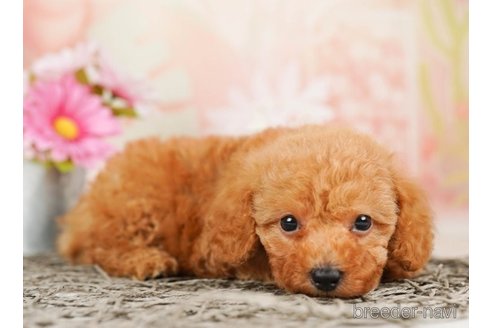 成約済の千葉県のタイニープードル-248115の2枚目