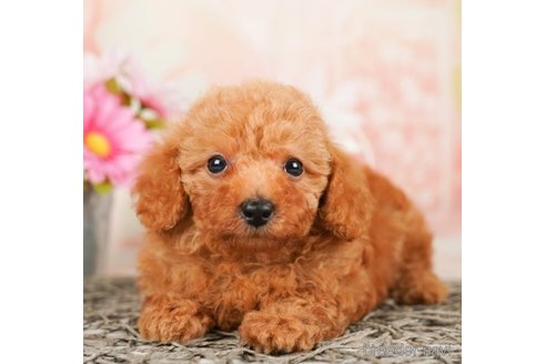 成約済の千葉県のタイニープードル-248115の4枚目