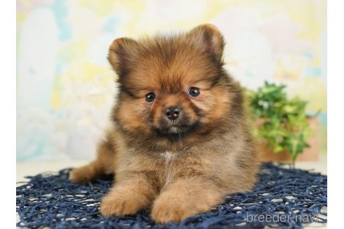 成約済の千葉県のポメラニアン-248116