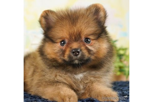 成約済の千葉県のポメラニアン-248116の4枚目