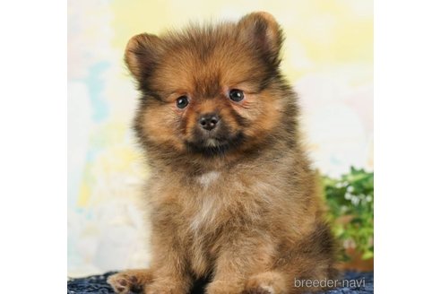 成約済の千葉県のポメラニアン-248116の3枚目