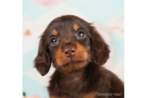 成約済の千葉県のミニチュアダックスフンド(ロングヘアード)-248117