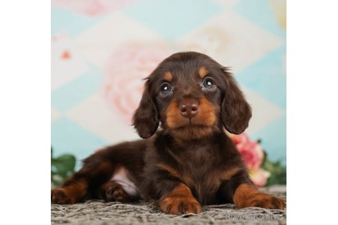 成約済の千葉県のミニチュアダックスフンド(ロングヘアード)-248117の3枚目