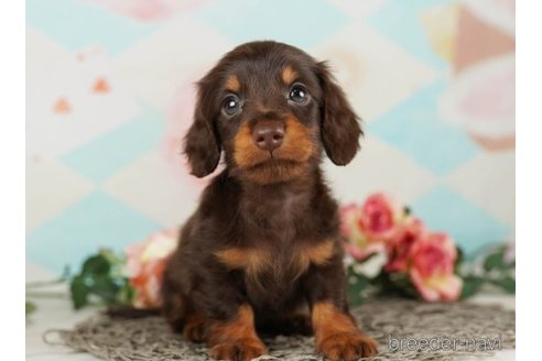 成約済の千葉県のミニチュアダックスフンド(ロングヘアード)-248117の2枚目