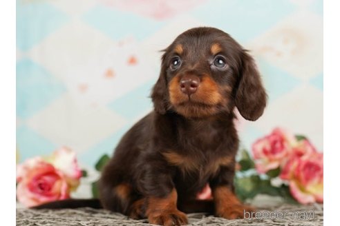 成約済の千葉県のミニチュアダックスフンド(ロングヘアード)-248117の4枚目