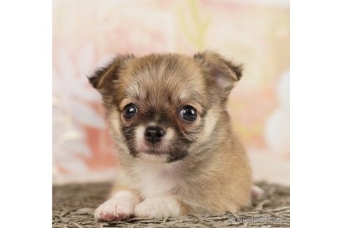 成約済の千葉県のチワワ(ロングコート)-248118の1枚目