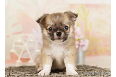 成約済の千葉県のチワワ(ロングコート)-248118の5枚目