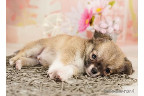 成約済の千葉県のチワワ(ロングコート)-248118の2枚目