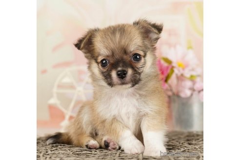 成約済の千葉県のチワワ(ロングコート)-248118の3枚目