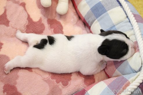 成約済の愛知県のフレンチブルドッグ-247592の56枚目