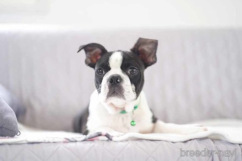 成約済の京都府のボストンテリア-241644の5枚目