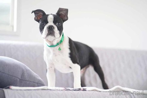 成約済の京都府のボストンテリア-241644の1枚目