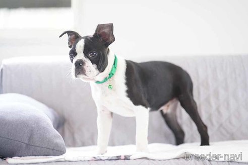 成約済の京都府のボストンテリア-241644の2枚目