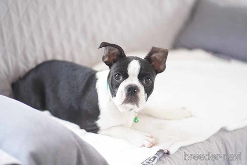 成約済の京都府のボストンテリア-241644の4枚目