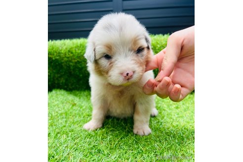 成約済の山梨県のオーストラリアンシェパード-244315の8枚目