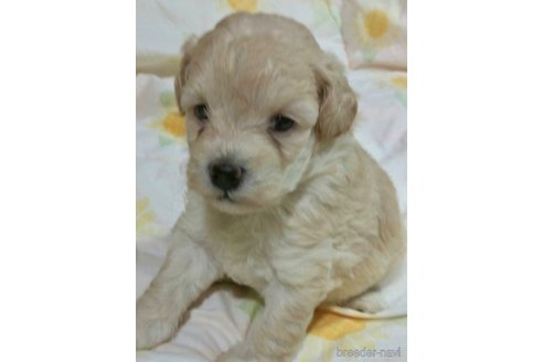 成約済の滋賀県のミックス犬-248249の10枚目