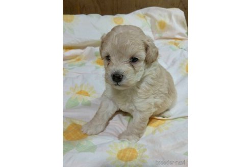 成約済の滋賀県のミックス犬-248249の11枚目