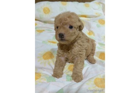成約済の滋賀県のミックス犬-248250の9枚目