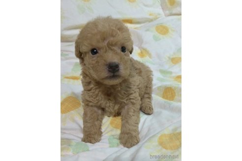 成約済の滋賀県のミックス犬-248250の10枚目