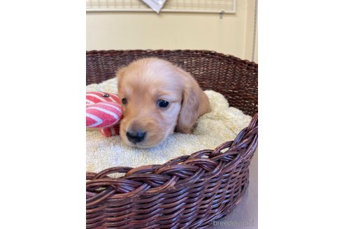 成約済の愛知県のミニチュアダックスフンド(ロングヘアード)-248256の1枚目