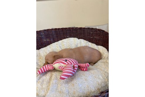 成約済の愛知県のミニチュアダックスフンド(ロングヘアード)-248256の4枚目