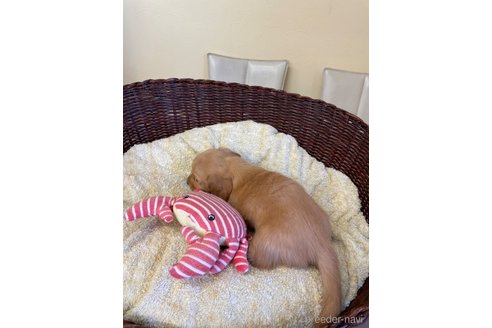 成約済の愛知県のミニチュアダックスフンド(ロングヘアード)-248256の3枚目