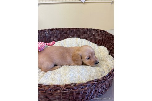 成約済の愛知県のミニチュアダックスフンド(ロングヘアード)-248256の5枚目