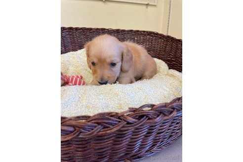 成約済の愛知県のミニチュアダックスフンド(ロングヘアード)-248256の7枚目