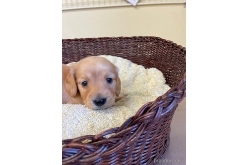 成約済の愛知県のミニチュアダックスフンド(ロングヘアード)-248256の6枚目