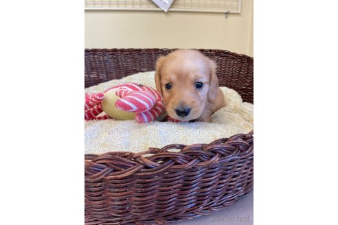 成約済の愛知県のミニチュアダックスフンド(ロングヘアード)-248256の8枚目