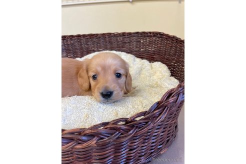 成約済の愛知県のミニチュアダックスフンド(ロングヘアード)-248256の2枚目