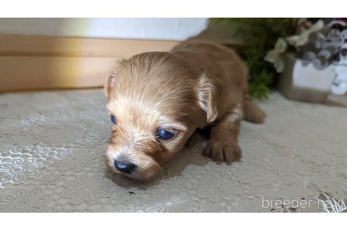 成約済の広島県のチワプー:チワワ×トイプードル-246604の182枚目