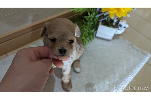 成約済の広島県のチワプー:チワワ×トイプードル-246607の122枚目
