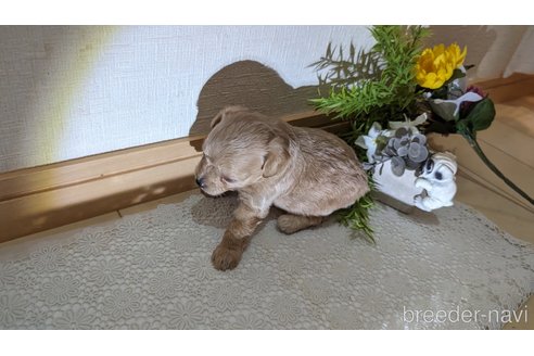 成約済の広島県のチワプー:チワワ×トイプードル-246607の117枚目