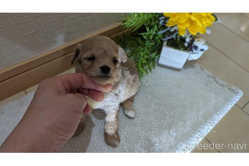 成約済の広島県のチワプー:チワワ×トイプードル-246607の108枚目
