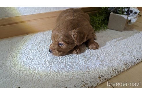 成約済の広島県のチワプー:チワワ×トイプードル-246600の96枚目
