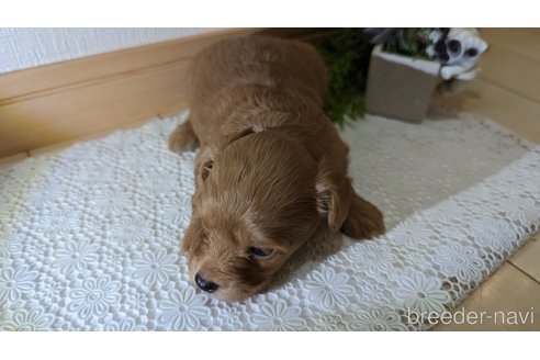 成約済の広島県のチワプー:チワワ×トイプードル-246600の90枚目