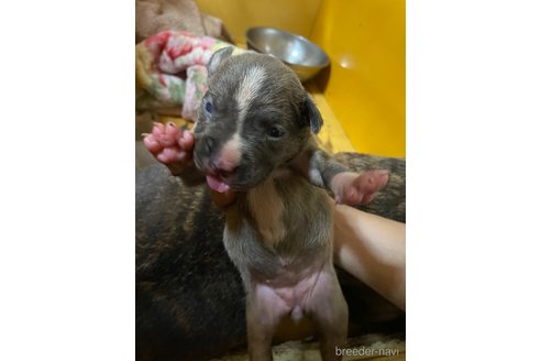 成約済の佐賀県のアメリカンピットブルテリア-245774の37枚目