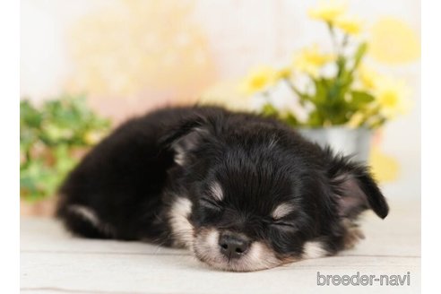 成約済の千葉県のチワワ(ロングコート)-248306の2枚目