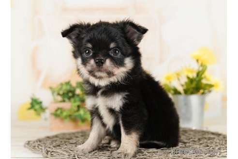 成約済の千葉県のチワワ(ロングコート)-248306の4枚目