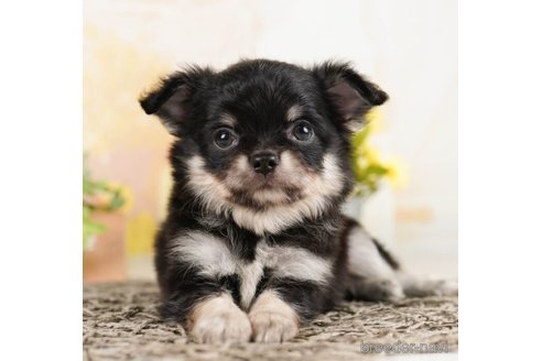 成約済の千葉県のチワワ(ロングコート)-248306の1枚目