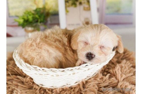 成約済の神奈川県のマルプー:マルチーズ×トイプードル-248308の4枚目