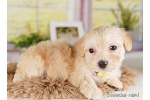 成約済の神奈川県のマルプー:マルチーズ×トイプードル-248308の3枚目