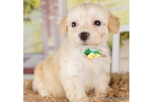 成約済の神奈川県のマルプー:マルチーズ×トイプードル-248308