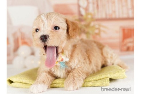 成約済の神奈川県のマルプー:マルチーズ×トイプードル-248310の2枚目