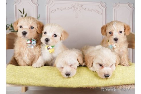 成約済の神奈川県のマルプー:マルチーズ×トイプードル-248310の3枚目