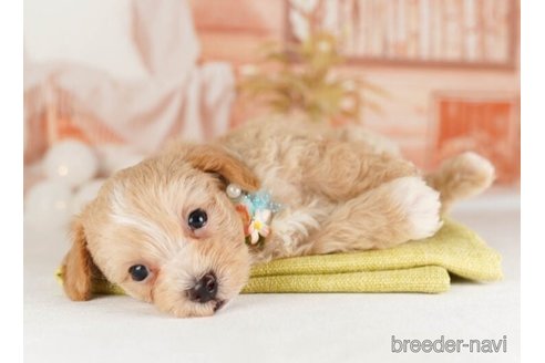 成約済の神奈川県のマルプー:マルチーズ×トイプードル-248310の4枚目